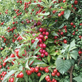 Cherry Myrobalan Plum Tree – Live Rooted Edible Fruit Tree | Self-Pollinating | Zones 4-8