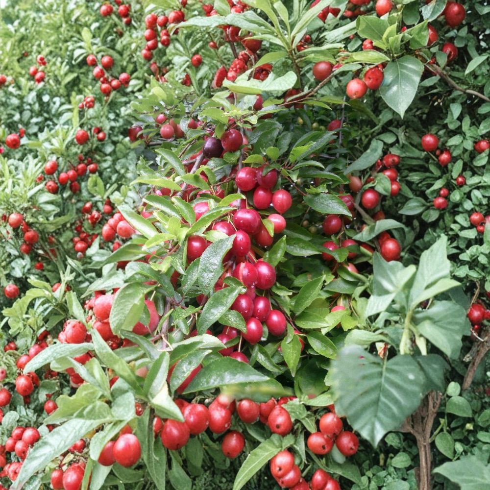 Cherry Myrobalan Plum Tree – Live Rooted Edible Fruit Tree | Self-Pollinating | Zones 4-8