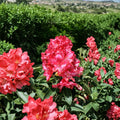 Kluis Sensation Rhododendron – Compact Evergreen Shrub with Ruffled Red Pink Blooms