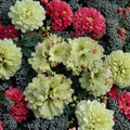 Windsong Rhododendron - Evergreen Shrub with Yellow and Red Blooms | #3 Container Plant