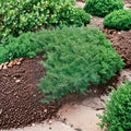 Juniperus ‘Buffalo’ Evergreen Groundcover Shrub | Cold Hardy, Low Maintenance | #3 Container