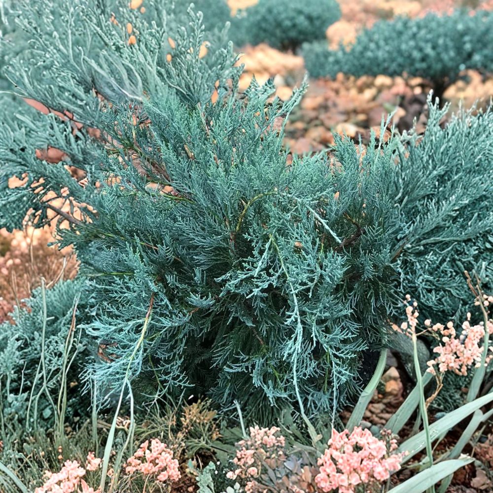 Juniperus virginiana ‘Gray Owl’ Live Evergreen Shrub | Silvery Juniper Groundcover in #3 Container