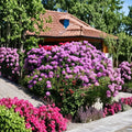 Catawbiense Grandiflorum Rhododendron – Live Evergreen Shrub with Bright Purple Blooms