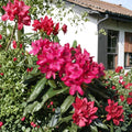 Nova Zembla Rhododendron - Evergreen Shrub with Red Blooms | Hardy to -25°F | 12-15 Inches Wide Field Grown Plant