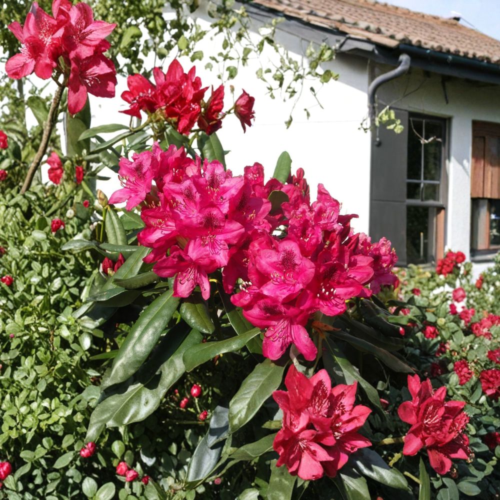 Nova Zembla Rhododendron - Evergreen Shrub with Red Blooms | Hardy to -25°F | 12-15 Inches Wide Field Grown Plant