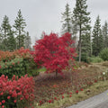 Acer palmatum ‘Emperor 1’ Live Japanese Maple | Red Emperor Ornamental Tree | #1 Container Grown