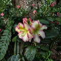 Melrose Flash Rhododendron – Evergreen Shrub with Pink Yellow Green Blooms | 12–15 Inches Wide Field Grown Plant