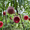 Spring Rain Blood Peach Tree - 1 Year Grafted Bare Root Fruit Tree | Early Season Red Flesh Peach