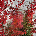 Acer palmatum ‘Tsukasa Silhouette’ Live Japanese Maple | Rare Columnar Upright Ornamental Tree