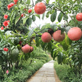 White Phoenix Peach Tree | Bare Root Live Fruit Tree | Sweet White Flesh Peach | Mid Season Harvest