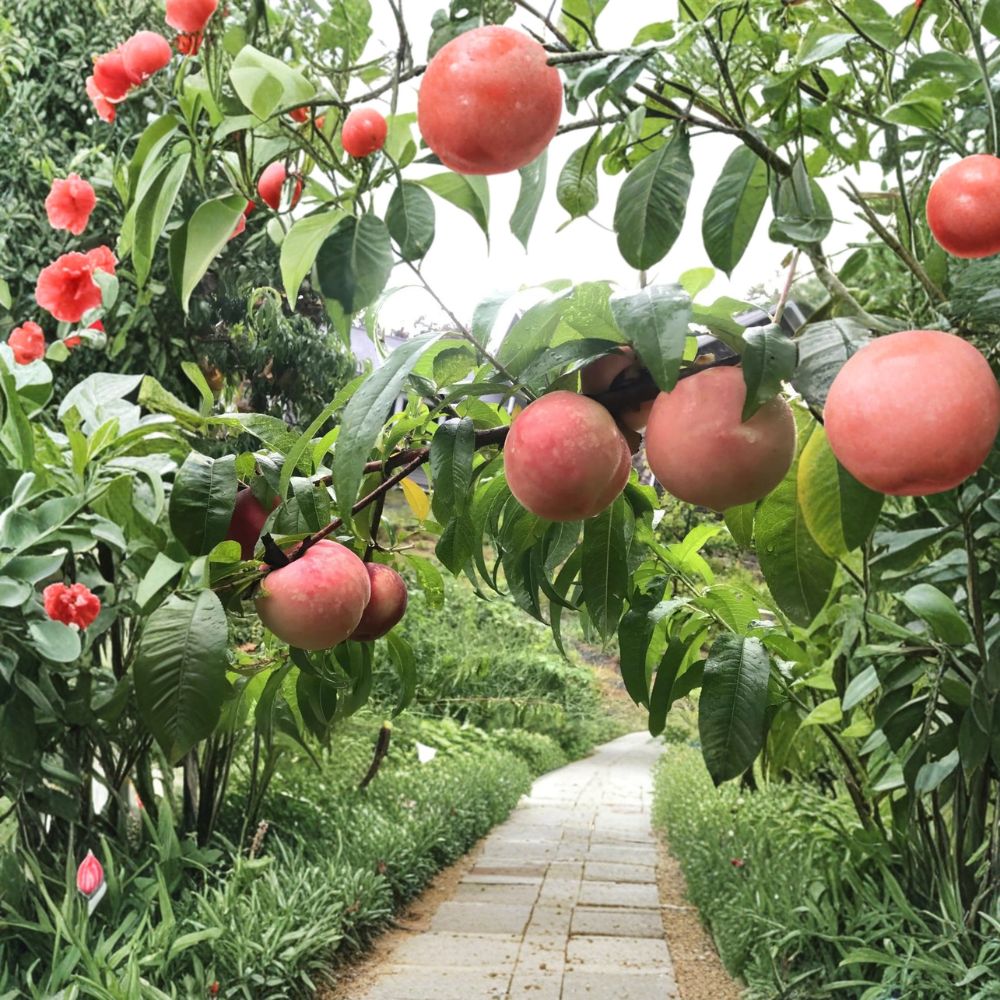 White Phoenix Peach Tree | Bare Root Live Fruit Tree | Sweet White Flesh Peach | Mid Season Harvest