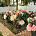 Rhododendron ‘Unique’ – Evergreen Shrub with Large White Blooms in One Gallon Container