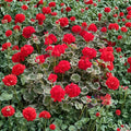 Wilhelm Langguth Geranium Seeds – Fancy Leaf Pelargonium with Variegated Foliage & Red Blooms