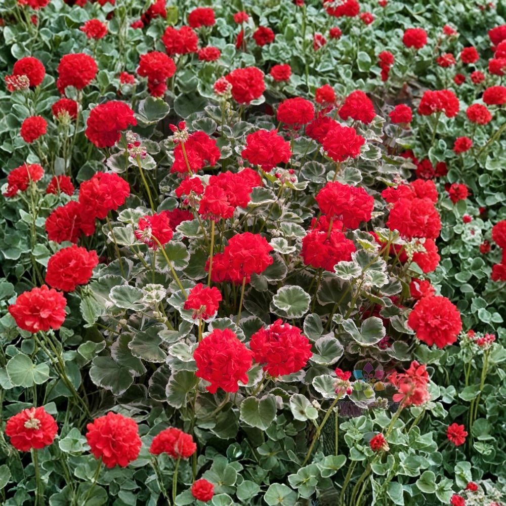 Wilhelm Langguth Geranium Seeds – Fancy Leaf Pelargonium with Variegated Foliage & Red Blooms