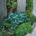 Abiqua Drinking Gourd Hosta – Bare Root Shade Perennial with Blue Green Cupped Leaves
