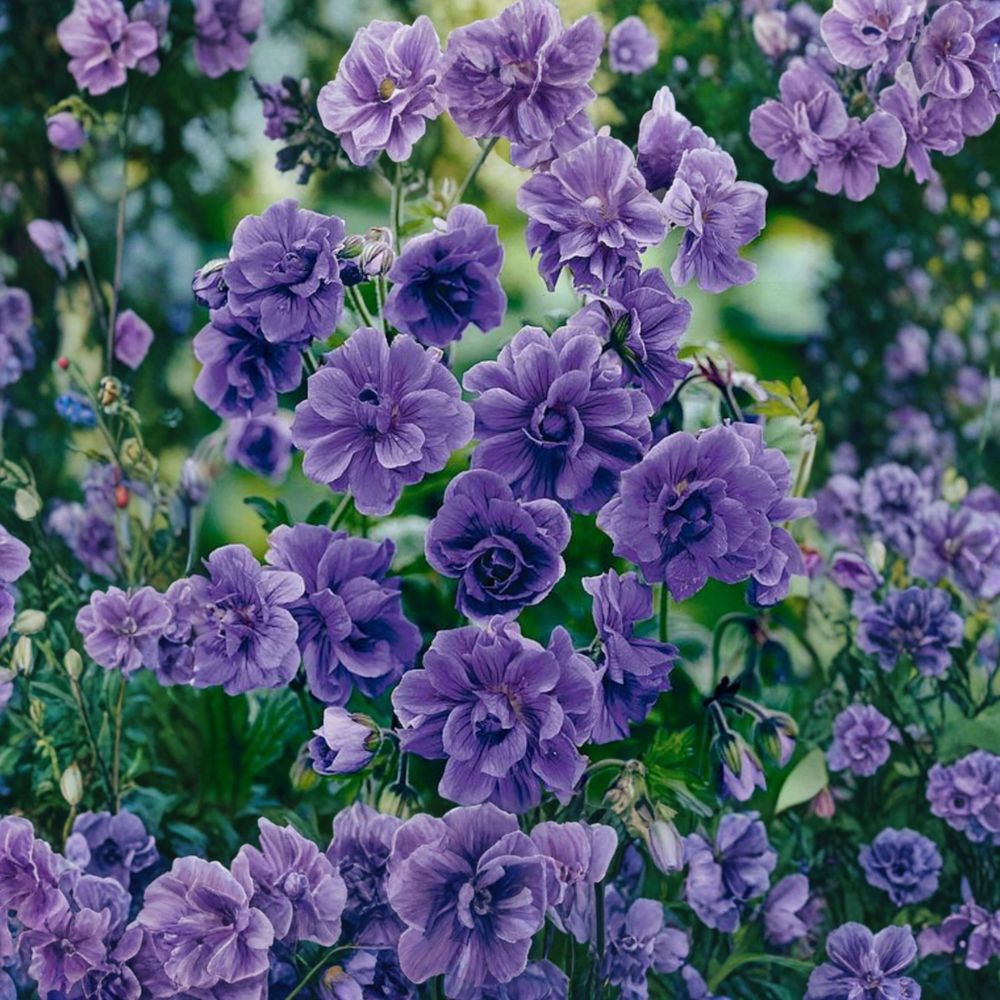 Double Purple Geranium Seeds – 10 Pack | Pelargonium Flower Seeds for Garden & Containers