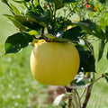 Japanese Shinano Gold Apple Tree Bare Root on M7 Rootstock | Crisp Sweet-Tart Golden Apples