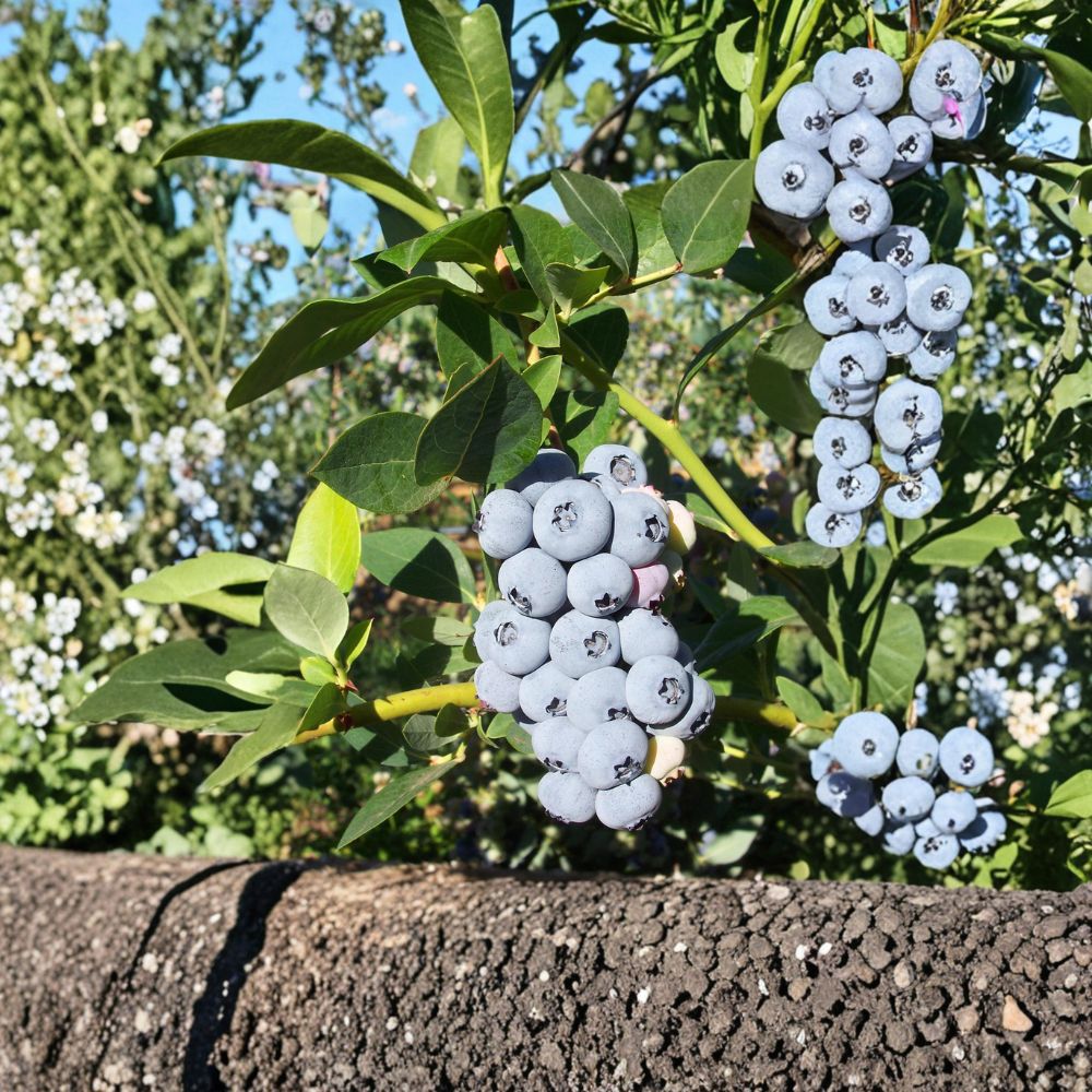 Polaris Blueberry Plant – Cold Hardy Live Rooted Blueberry Bush for Zones 3-7