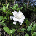 Heirloom Gardenia Plants – Gardenia jasminoides | 3 Live Starter Plants 6" Tall | Fragrant White Cape Jasmine
