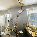 Ryūyū-bai Japanese Apricot Pre Bonsai Sapling | Twisted Dragon Branch Plum Tree | Winter Blooming White Flowers