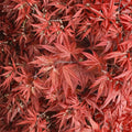 Acer palmatum ‘Rhode Island Red’ Live Japanese Maple | Dwarf Bloodgood Maple Tree in #3 Container