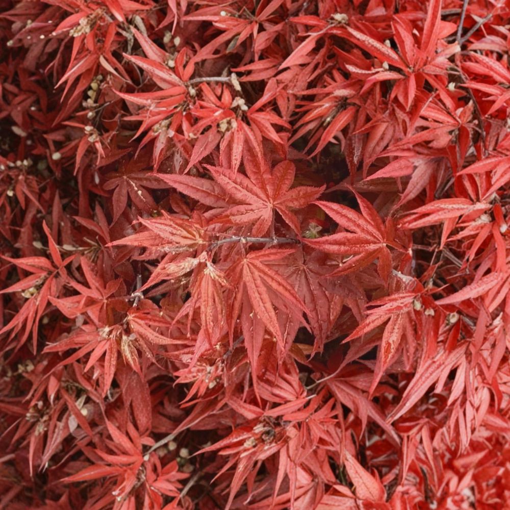 Acer palmatum ‘Rhode Island Red’ Live Japanese Maple | Dwarf Bloodgood Maple Tree in #3 Container
