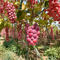 Nina Grape Vine – Live Bare Root Sweet Table Grape Plant for Backyard Vineyards