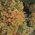 Acer palmatum ‘Sister Ghost’ Live Japanese Maple | Rare Ghost Maple Tree | Golden Fall Color