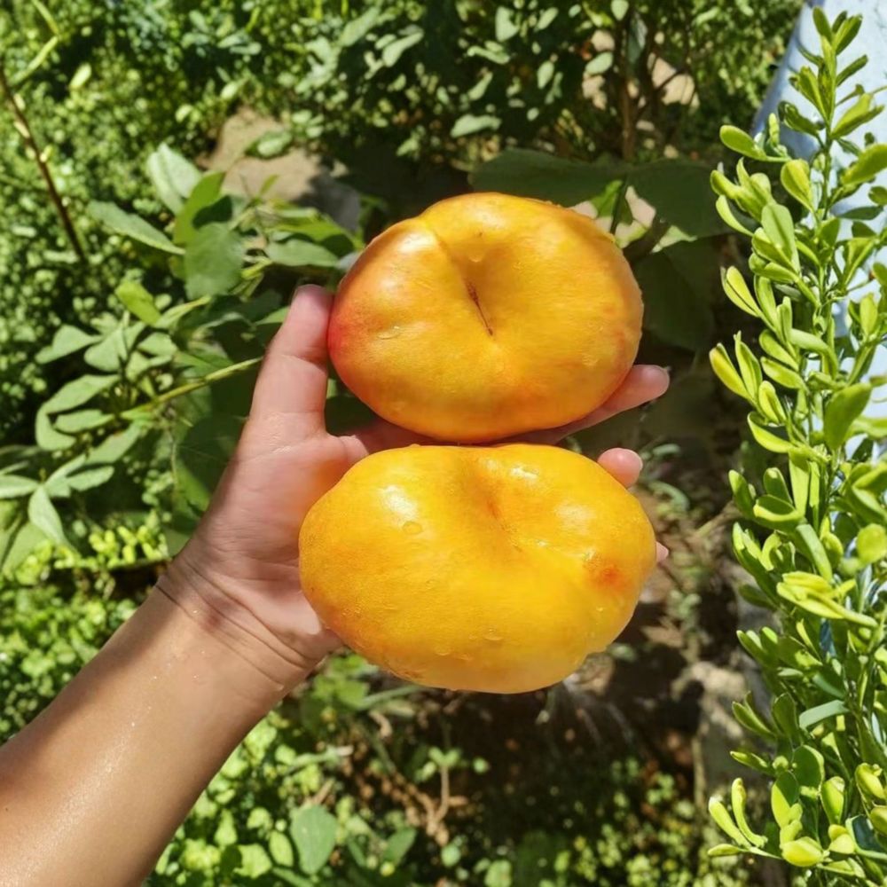 Golden Pan 99 Peach Tree - Live Grafted Bare Root Peach Seedling | Sweet Yellow Peach
