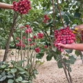 Crimson Seedless Grape Vine – Live Bare Root Sweet Red Seedless Table Grapes
