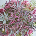 Acer palmatum ‘Lileeanne’s Jewel’ Live Japanese Maple | Rare Variegated Red Maple Tree