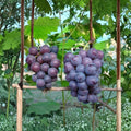 Giant Peak Grape Vine – Cold Hardy Bare Root Fruit Vine | 3 Feet Tall | High Yield Backyard Vineyard
