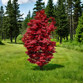 Acer palmatum ‘Twombly’s Red Sentinel’ Live Japanese Maple Tree | Columnar Red Maple #1 Container Grown