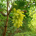 Gold Finger Grape Vine – Live Grafted Bare Root Japanese Table Grape | 16–18 Inch Vine
