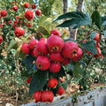 DaMoPan Hawthorn Tree – Live Grafted Bare Root Fruit Tree | Cold Hardy Chinese Hawthorn | Edible & Ornamental