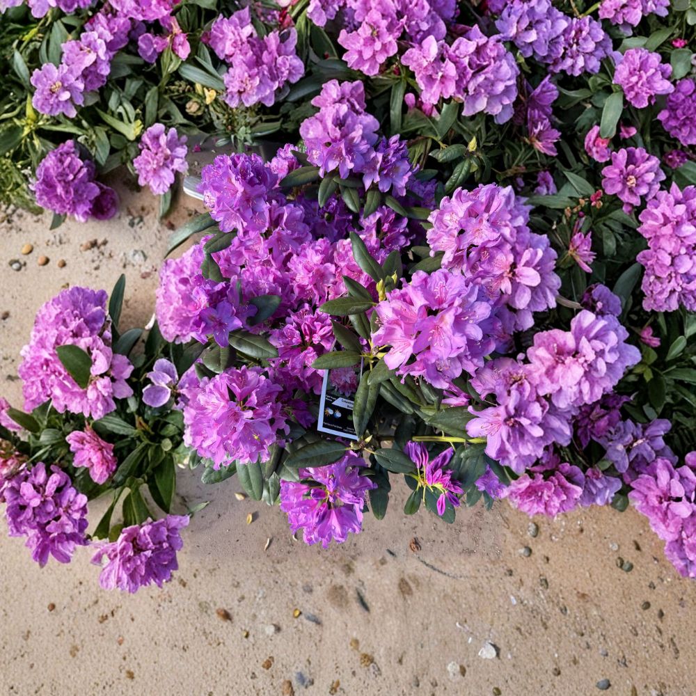 Rhododendron catawbiense ‘Boursault’ Live Evergreen Shrub with Lavender Pink Blooms | Hardy Landscape Rhododendron