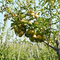 Fragrant Pear Tree – Pyrus pyrifolia Live Asian Pear Tree in Nursery Pot