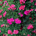 Bright Pink Ivy Geranium Cuttings – Pelargonium peltatum | 3 Live 6 Inch Cuttings | Trailing Salmon Pink Blooms