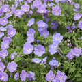 Geranium ‘Rozanne’ – 2 Live Potted Plants | Hardy Cranesbill Perennial with Long Blooming Purple Flowers