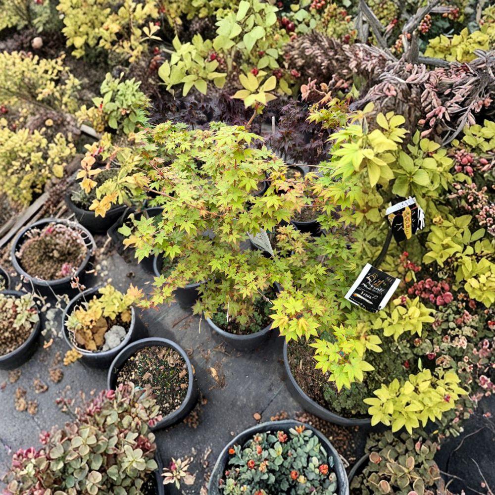 Acer palmatum ‘Dragon King’ – Rare Dwarf Weeping Japanese Maple, 20–30 Inches Tall, #5 Container