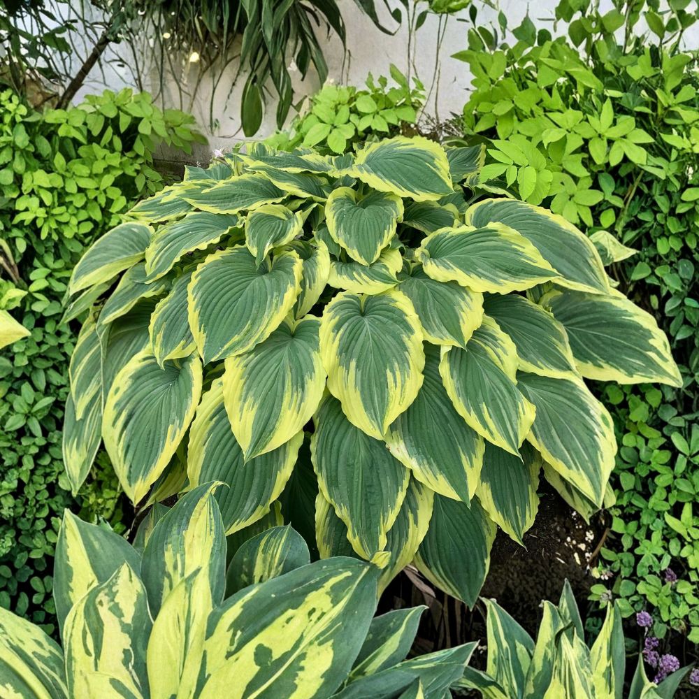 Drop-dead Gorgeous Hosta – Bare Root Giant Variegated Shade Perennial | 3 Inch Starter Plant