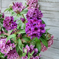 Rhododendron ‘Purple Splendour’ Evergreen Shrub | Dark Purple Blooms | Hardy Landscape Plant