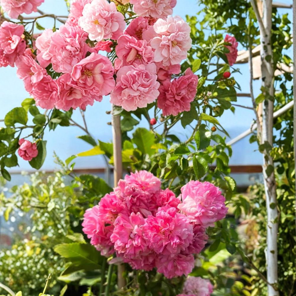 Seven Sisters Rose – Rosa multiflora Live Climbing Rose in Nursery Pot | Heirloom Rambler with Fragrant Pink Blooms