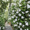 Rare Arabian Jasmine Seeds 5g – Fragrant Summer Blooming Flowering Vine