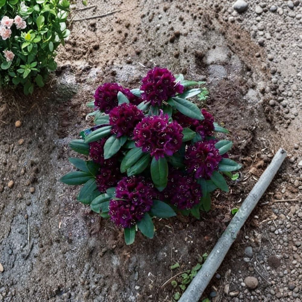 Rhododendron ‘Polarnacht’ Evergreen Shrub | Deep Purple Blooms | Cold Hardy, Compact, Field Grown 15–18 Inches Wide