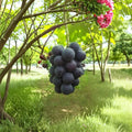 Fujiminori Grape Vine – Live Grafted Bare Root Japanese Table Grape Plant