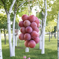 Queen Nina Grape Vine – Live Grafted Bare Root Japanese Sweet Table Grape