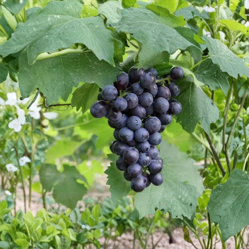 Summer Black Seedless Grape Vine – Live Bare Root | Sweet Seedless Black Grapes | 16–20 Inch Vine
