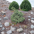 Chamaecyparis obtusa ‘Mariesii’ Live Dwarf Hinoki Cypress | Variegated Evergreen | #1 Container Grown