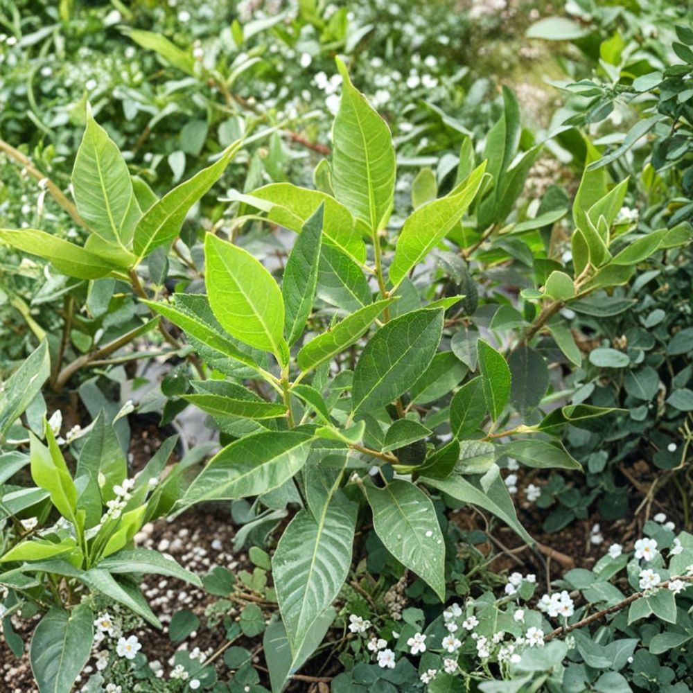 Jim Dandy Winterberry Holly - Male Pollinator Shrub in 1 Gallon Pot | Ilex verticillata